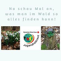 Unsere Idee für einen kreativen Waldspaziergang... Was gibt es alles zu entdecken, zu riechen, hören und fühlen? Was kann man mitnehmen und zu Hause verbasteln? Und sehe ich was, das du nicht siehst? #jrknds #waldspaziergang #zeitmitkindern #ideenfürdieferien #jugendrotkreuz #gemeinsamstark #wirsindkreativ #familytime